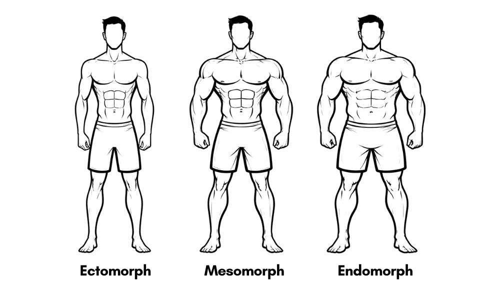 Male body types: ectomorph, mesomorph, endomorph